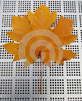 Large yellow autumn maple leaf on metal table background