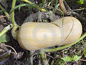 A large yellow Bottle Gourd