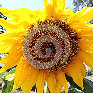 A large yellow bud of a flowering sunflower