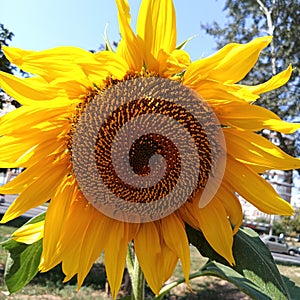 A large yellow bud of a flowering sunflower