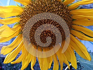 A large yellow bud of a flowering sunflower