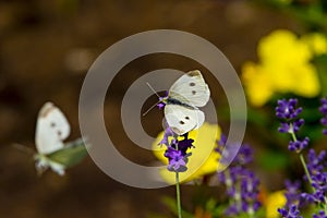 Large yellow butterfly on violet levander flower