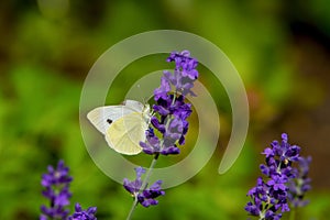 Large yellow butterfly on violet levander flower