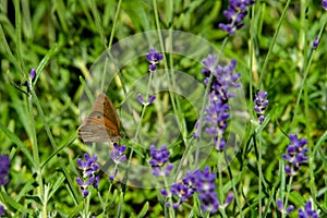 Large yellow butterfly on violet levander flower