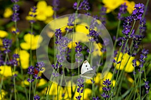 Large yellow butterfly on violet levander flower