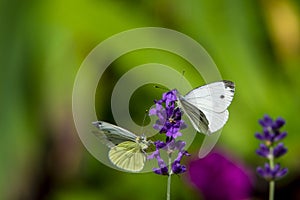 Large yellow butterfly on violet levander flower