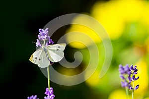 Large yellow butterfly on violet levander flower