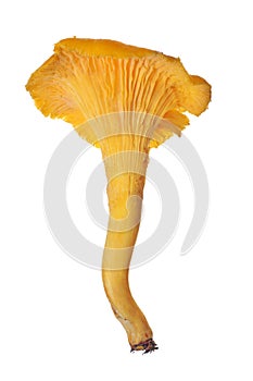 Large yellow chanterelle isolated on white