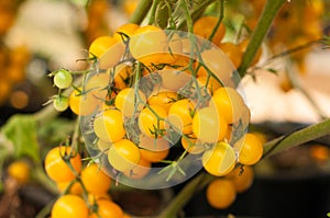 Close up yellow cherry tomatoes hang on trees growing in greenhouse in Israel