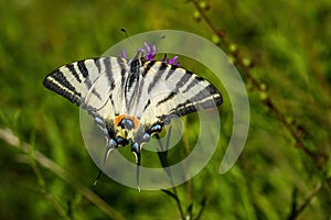 Large yellow colored scarce swallowtail butterfly