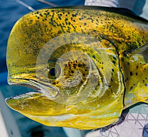 Large yellow common dolphinfish (Coryphaena hippurus) caught by a person photo