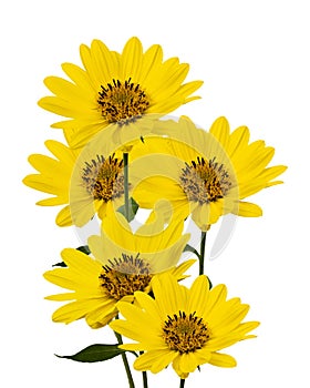 Large yellow Daisies