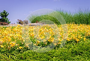 Large yellow daylily garden Hemerocallis lilioasphodelus photo