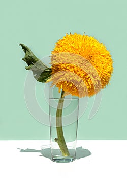 A large yellow decorative sunflower in a glass vase on a mint color background. Low angle view, below the eye line. Creative