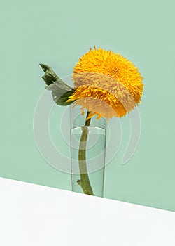 A large yellow decorative sunflower in a glass vase on a mint color background. Low angle view, below the eye line