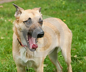 Large yellow dog in red collar yawns