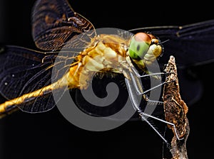 Large Yellow Dragon Fly On Branch