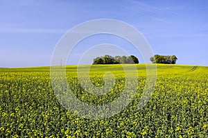 Large yellow field of rapeseed and copse