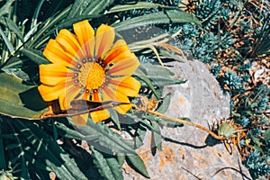 A large yellow flower on a background of greenery.