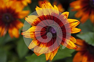 A large yellow flower with red and purple