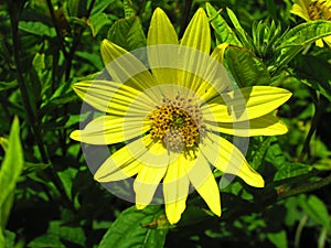 Large yellow flower in the summer sun