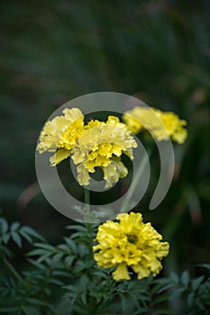 Large yellow flowers African marigold Crackerjack in garden