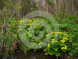 Large yellow flowers near the pond