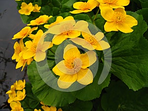 Large yellow flowers near the pond