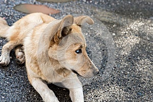 A large  yellow Georgian shepherd dog with white eyes lies and watches the herd in Svaneti in the mountainous part of Georgia