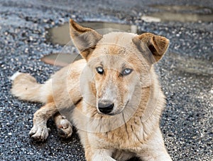 A large  yellow Georgian shepherd dog with white eyes lies and watches the herd in Svaneti in the mountainous part of Georgia