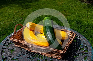 Large yellow and green courgettes