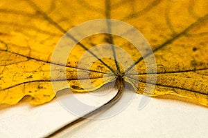 A large yellow leaf, shot close-up.