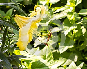 Large yellow lily flower with long stamens and pistil, petals wrapped against foliage. Decorative garden flower flowerbed