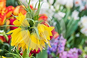 large yellow lutea imperialis flower on a blurred background