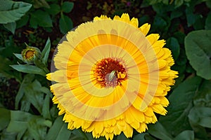 Large yellow marigold flower