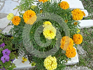 Large yellow marigolds in a vase.