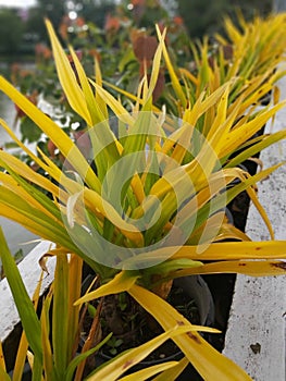 A large yellow pineapple tree