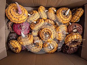 Large, yellow and pink gladiolus corms with sprouts ready to be planted in the soil in the garden to regrow in the garden. Bulbs