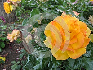Large yellow-pink rose flower of a sort `Westerland` close-up
