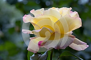 Large yellow-pink rose that grows in the garden