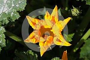 A large yellow pumpkin flower and buds among stems and carved leaves on a green background