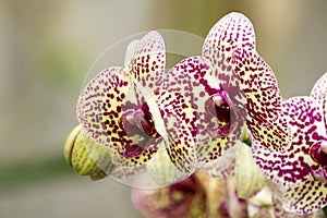 Large yellow purple spotted blooms of moth orchid