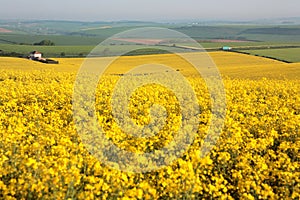 Large yellow field in Dorset in the Spring