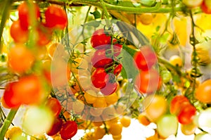 Close up yellow and red cherry tomatoes hang on trees growing in greenhouse in Israel