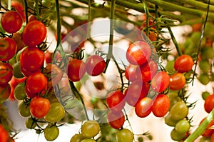 Z blízka a třešeň rajčata zavěsit na stromy rostoucí v skleník v 