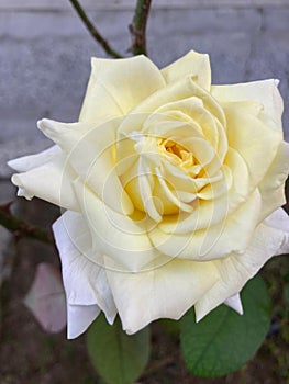 Large yellow rose with perfect petals, close-up, with some leaves.