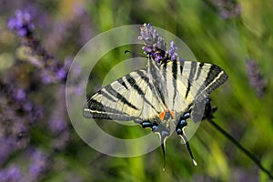 Large yellow scarce swallowtail butterfly