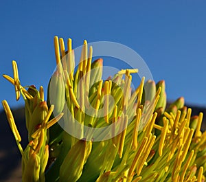 Large yellow stamens of agave flowers on blue sky