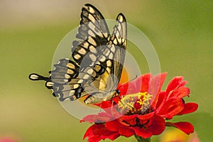 Large Yellow Swallowtail Butterfly on a Red Wild Flower