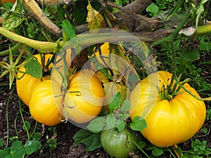 Large yellow tomatoes, beautiful autumn nature, details and close-up
